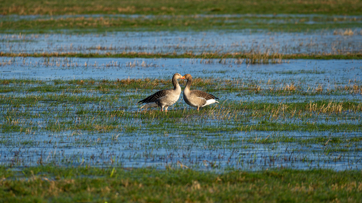 observer les oiseaux en Camargue