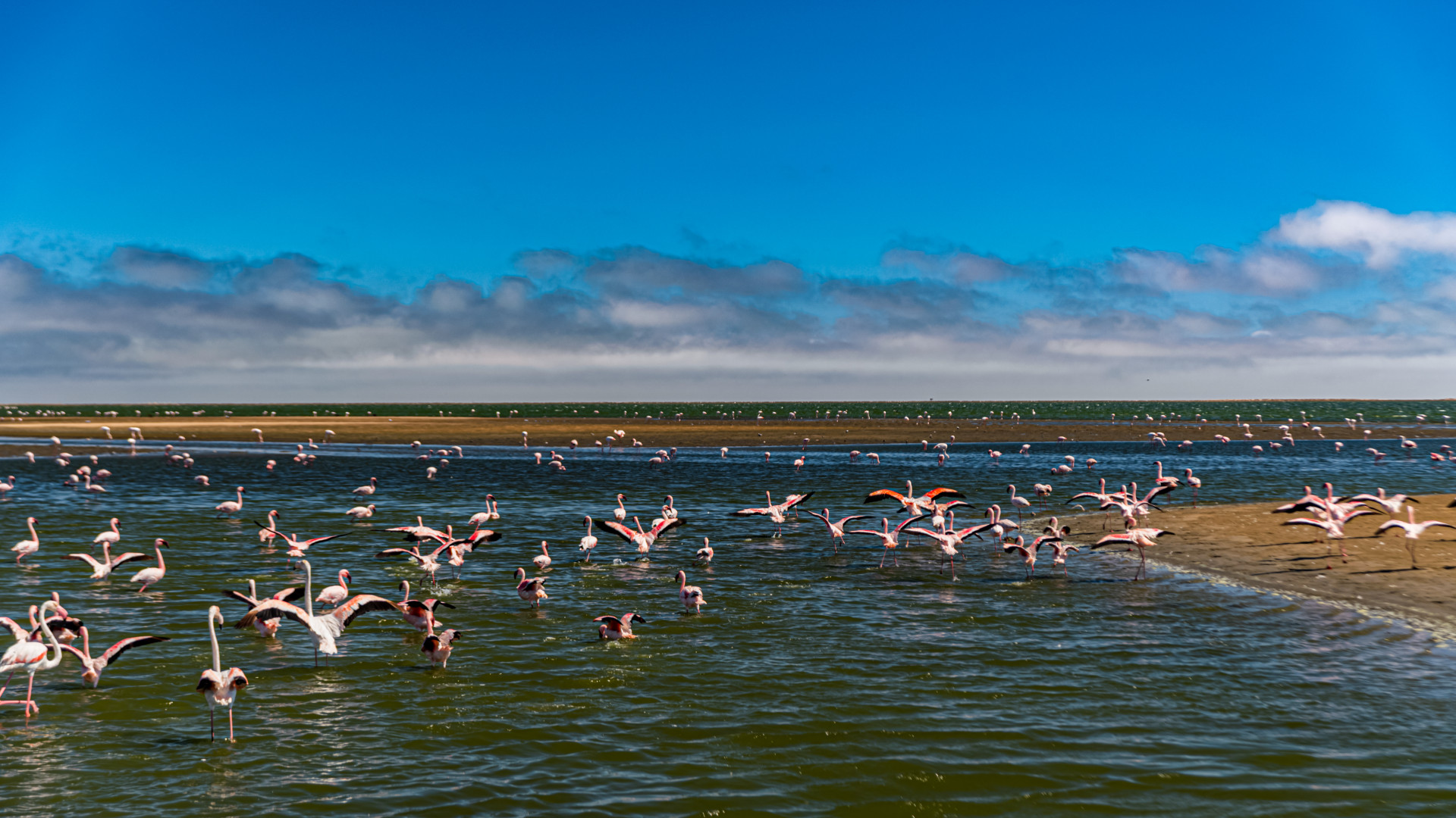 Observer les oiseaux sur la côte camarguaise : entre nature sauvage et fascination